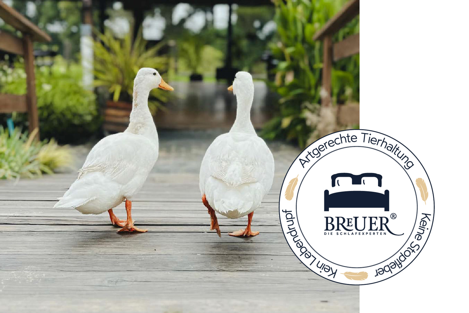 zwei Gänse, unten rechts im Bild das 
kein Lebendrupf Logo von Bettenhaus Breuer, perfekt Geeignet für Daunendecken Daunenkissen Federdecken Federkissen