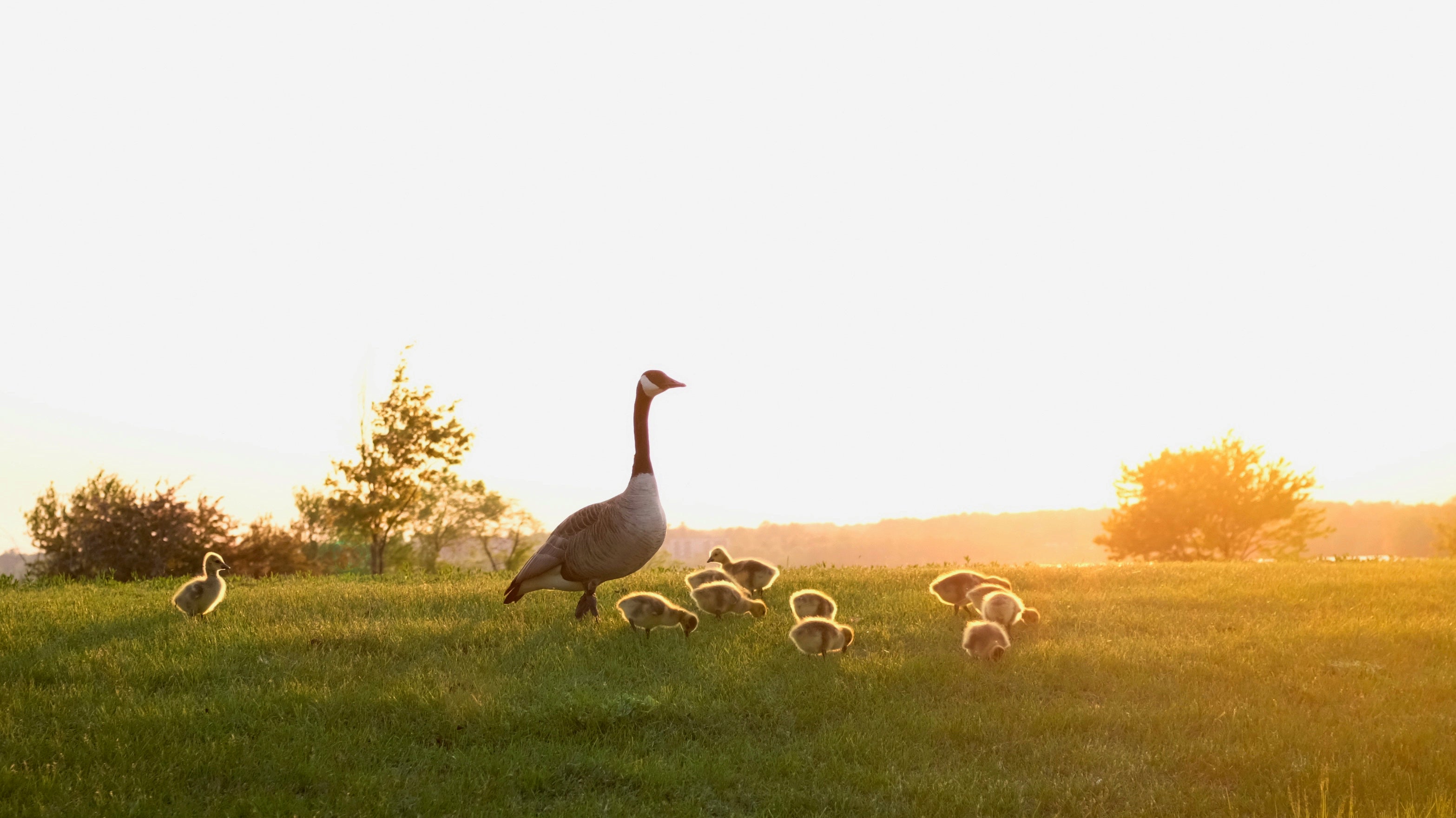 Gans mit Küken auf einer Wiese